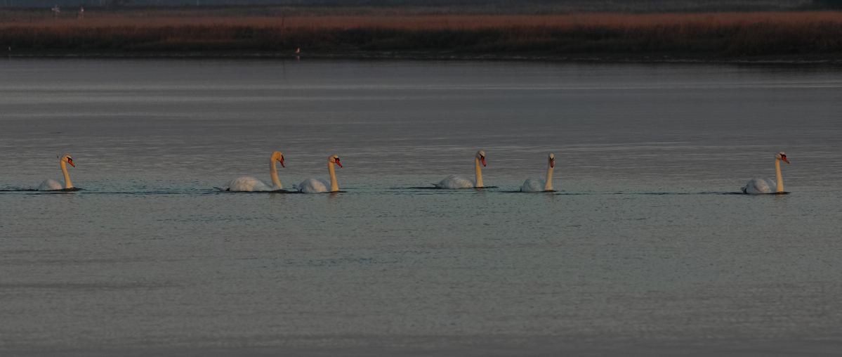 Cigno reale (Cygnus olor)