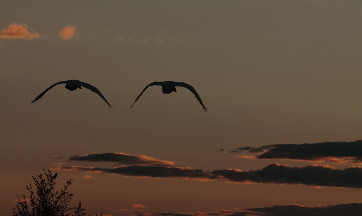 Mute Swan (Cygnus olor)