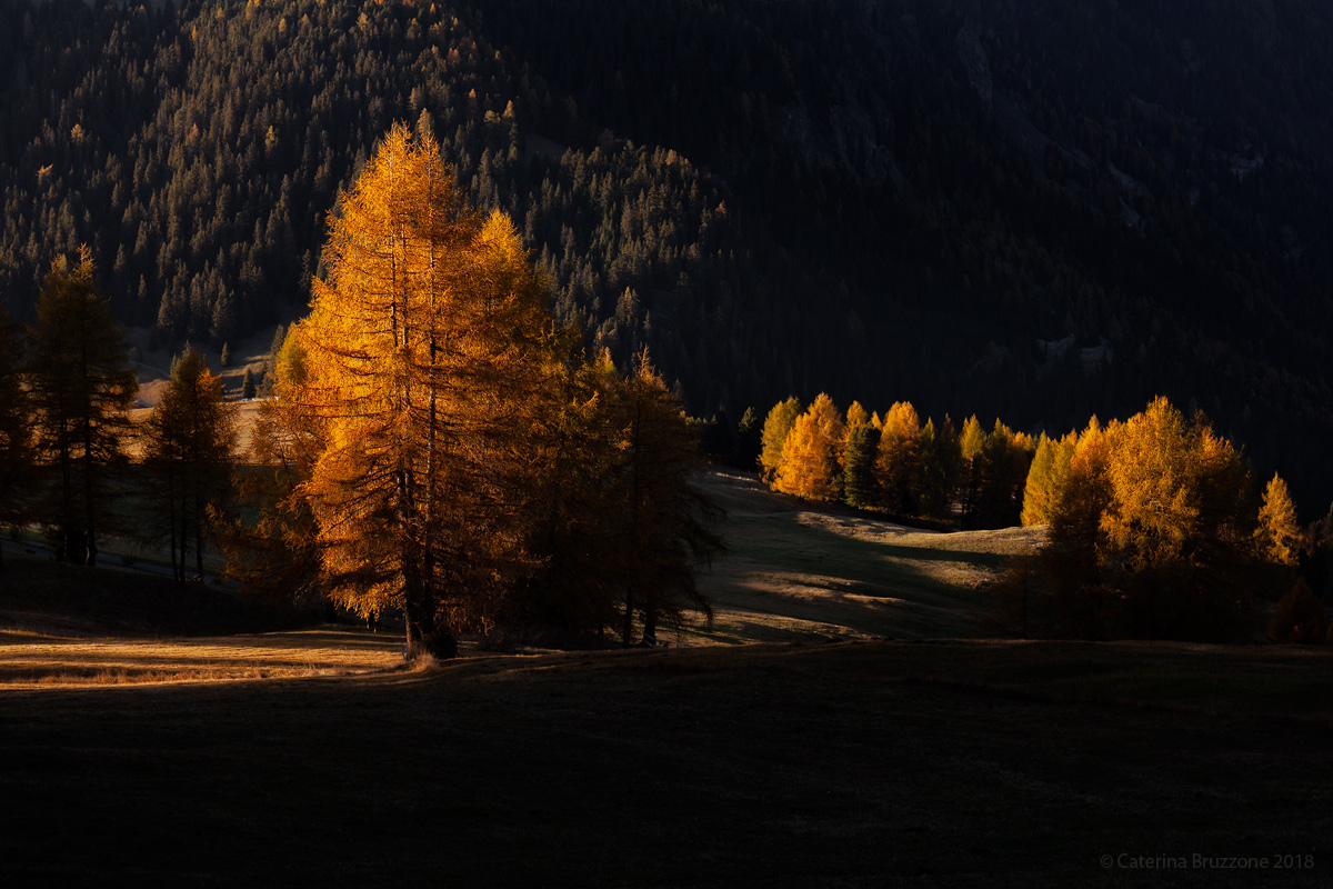 Lights on the forest