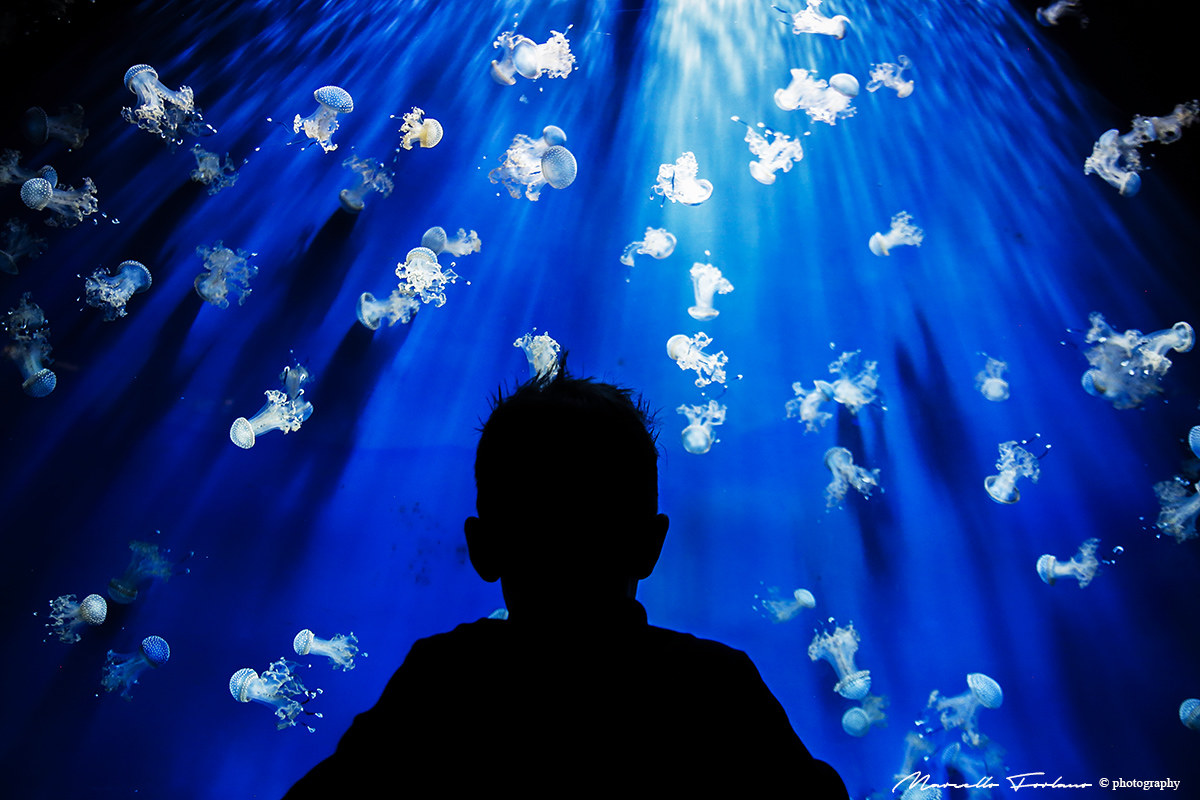acquario di Genova