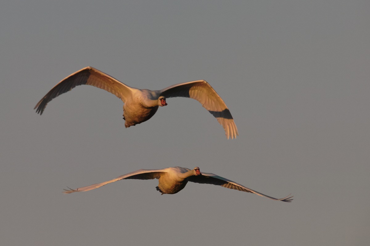 Cigno reale (Cygnus olor)