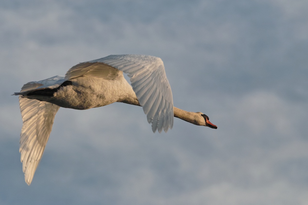 Cigno reale (Cygnus olor)