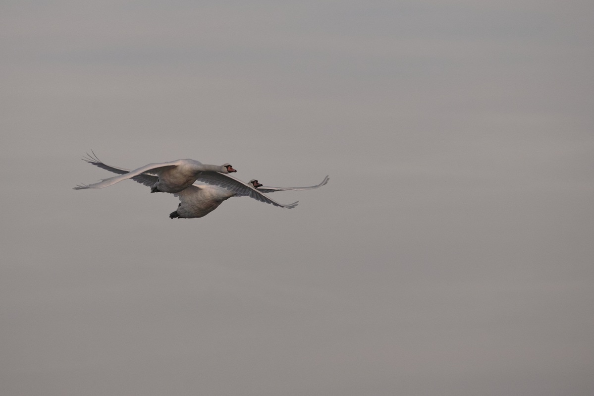 Mute Swan (Cygnus olor)