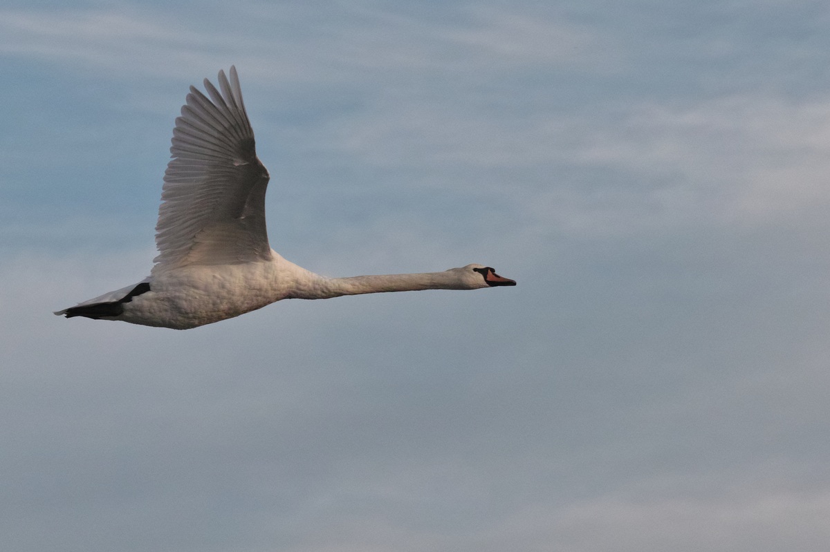 Cigno reale (Cygnus olor)