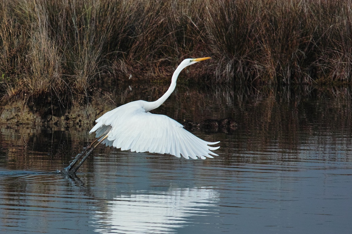 Airone bianco (Ardea alba)