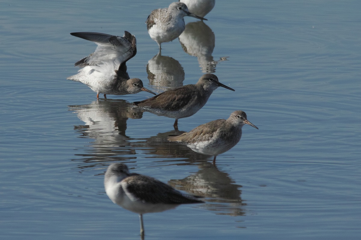 Redshank (Tringa totanus)