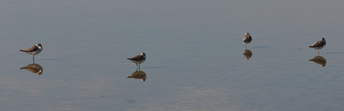 Pettegola (Tringa totanus)