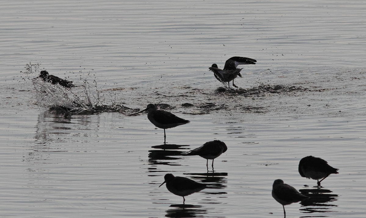 Pettegola (Tringa totanus)