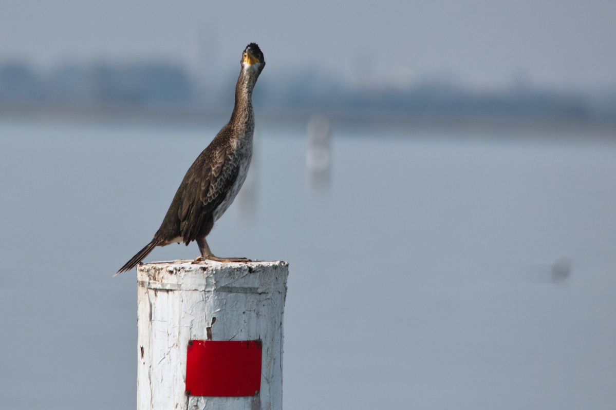 Shag (Phalacrocorax aristotelis)