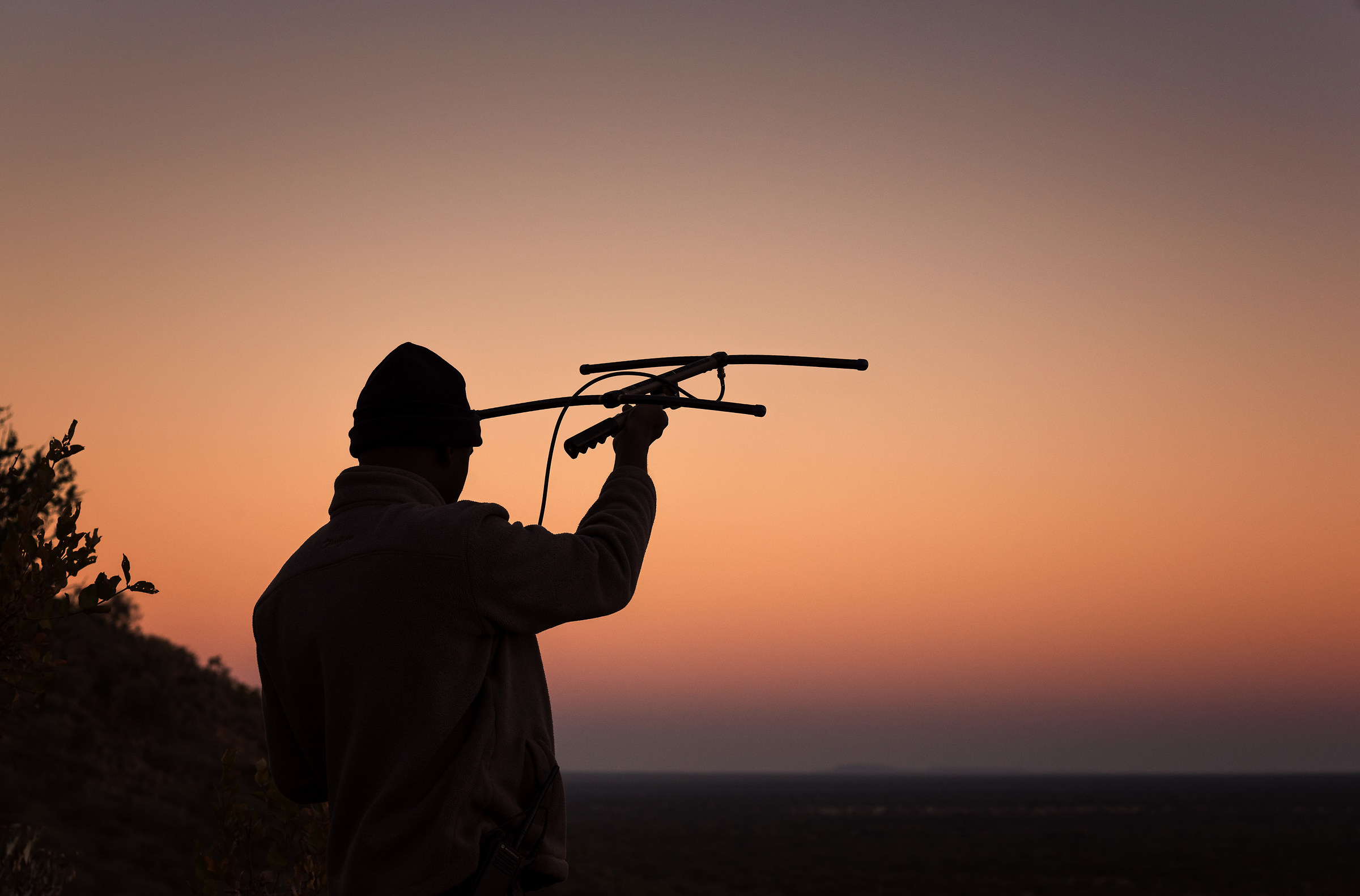 Ala ricerca dell'animale perduto