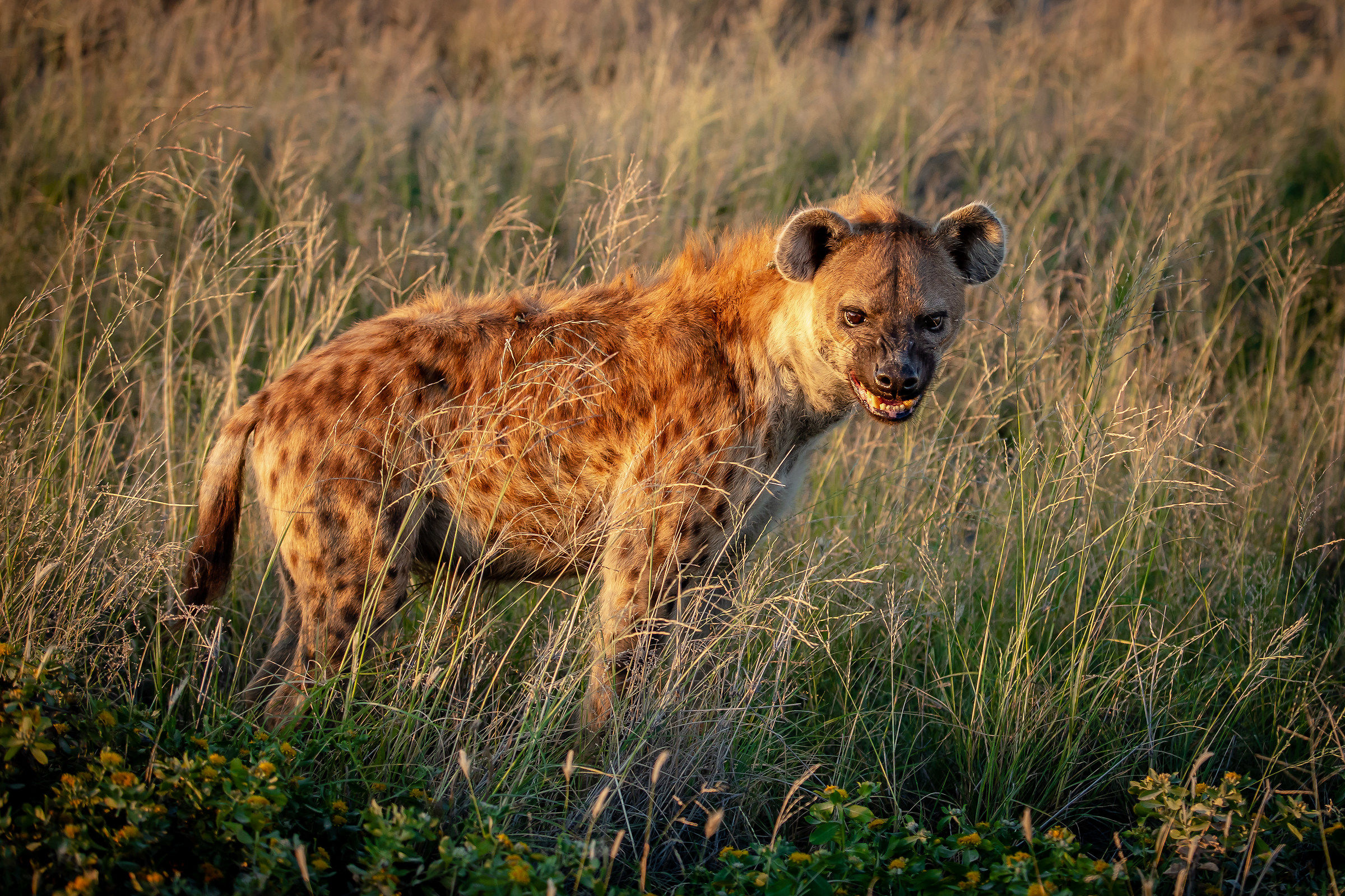 Sguardi di prima mattina ...