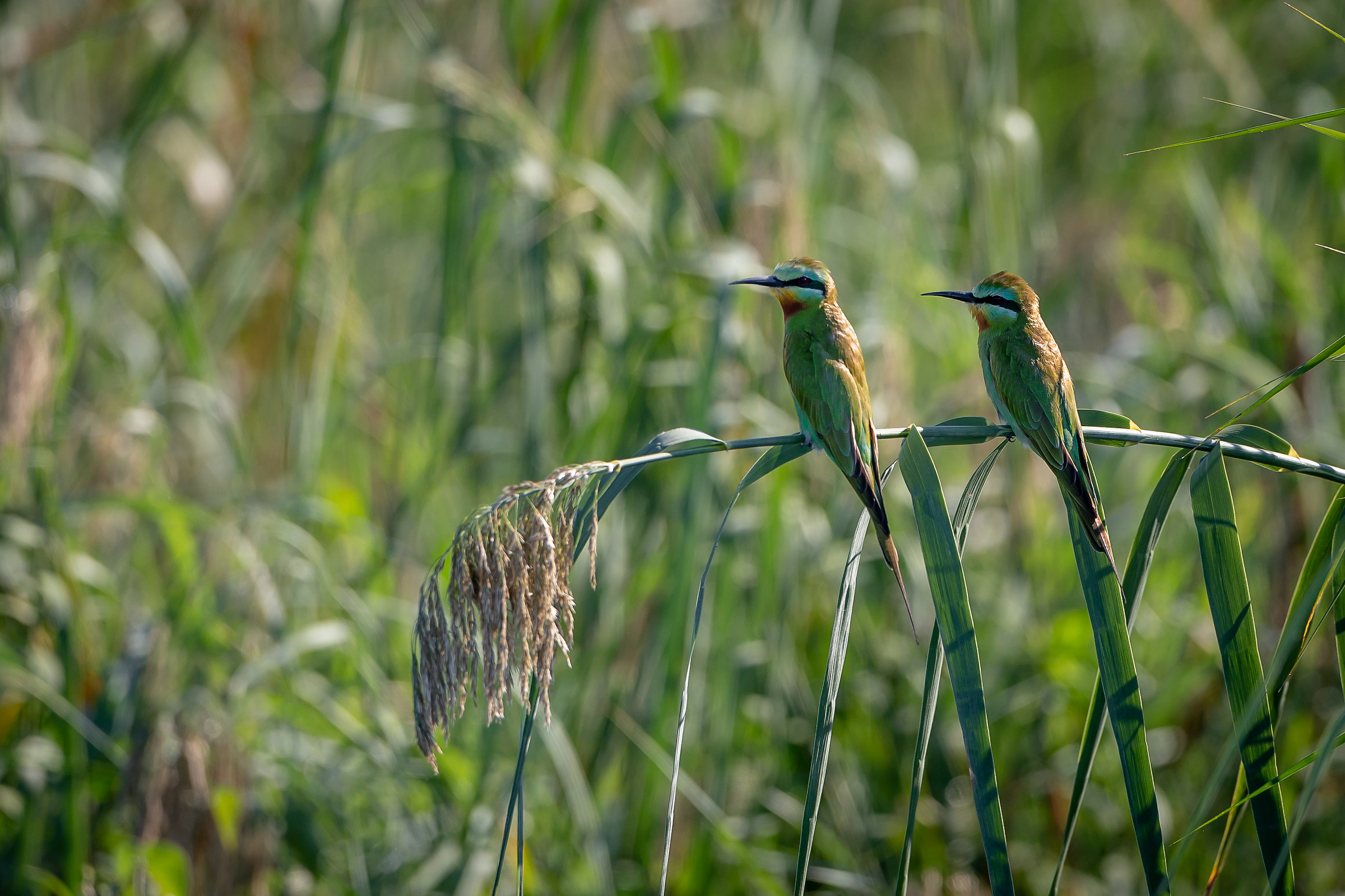 Along the river... Namibia