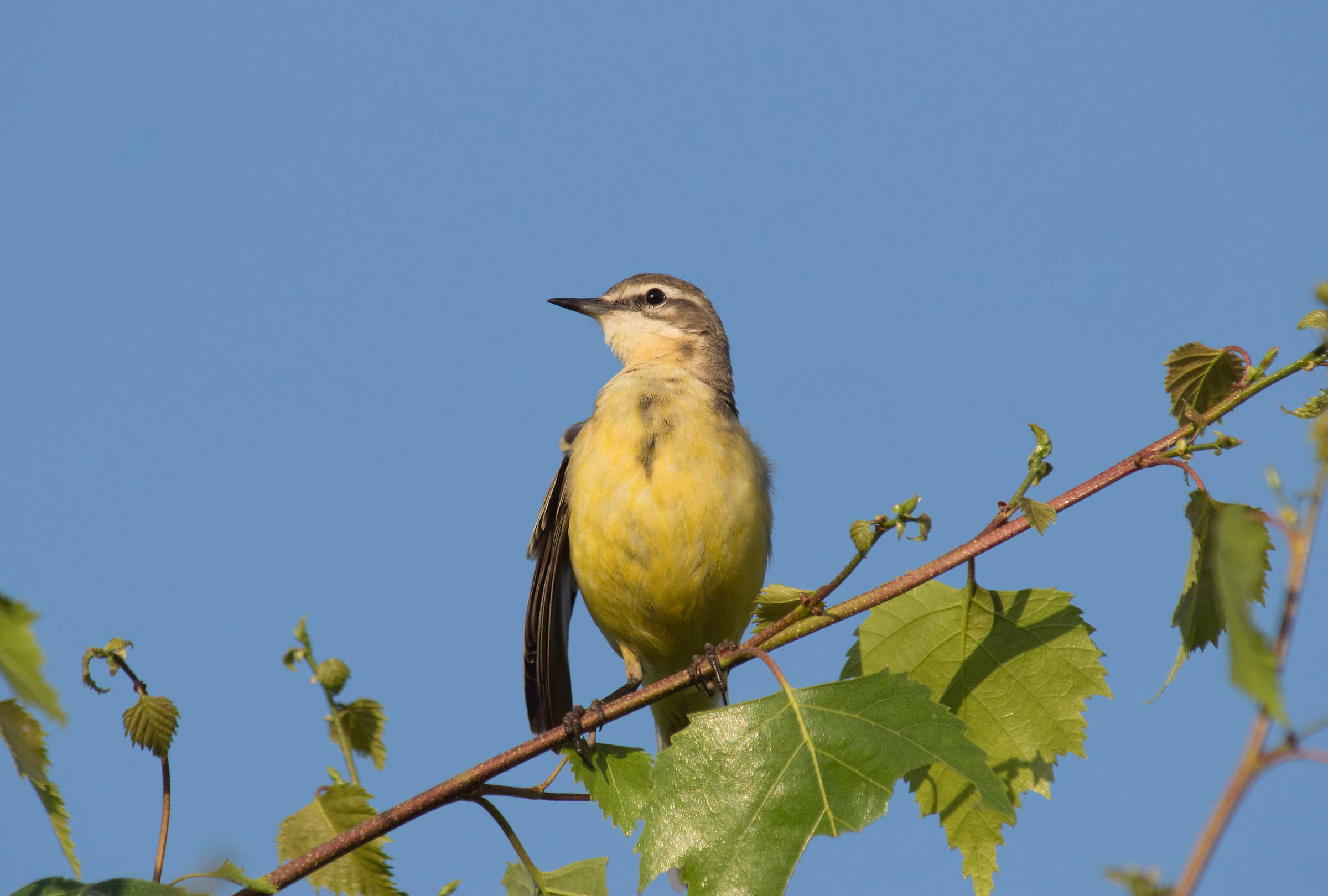 Cutrettola giallo occidentale (Motacilla flava)