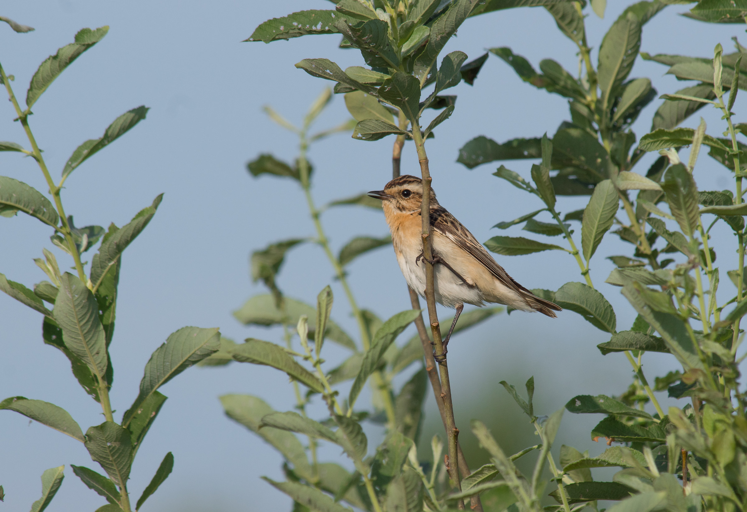 Stiaccino (Saxicola rubetra)
