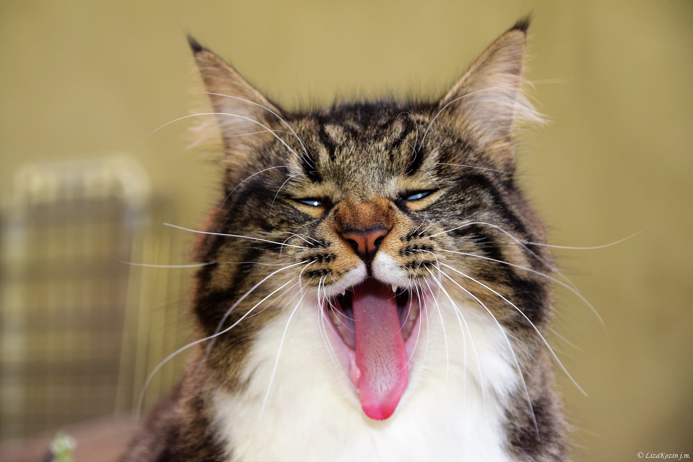 A tongue to all of you