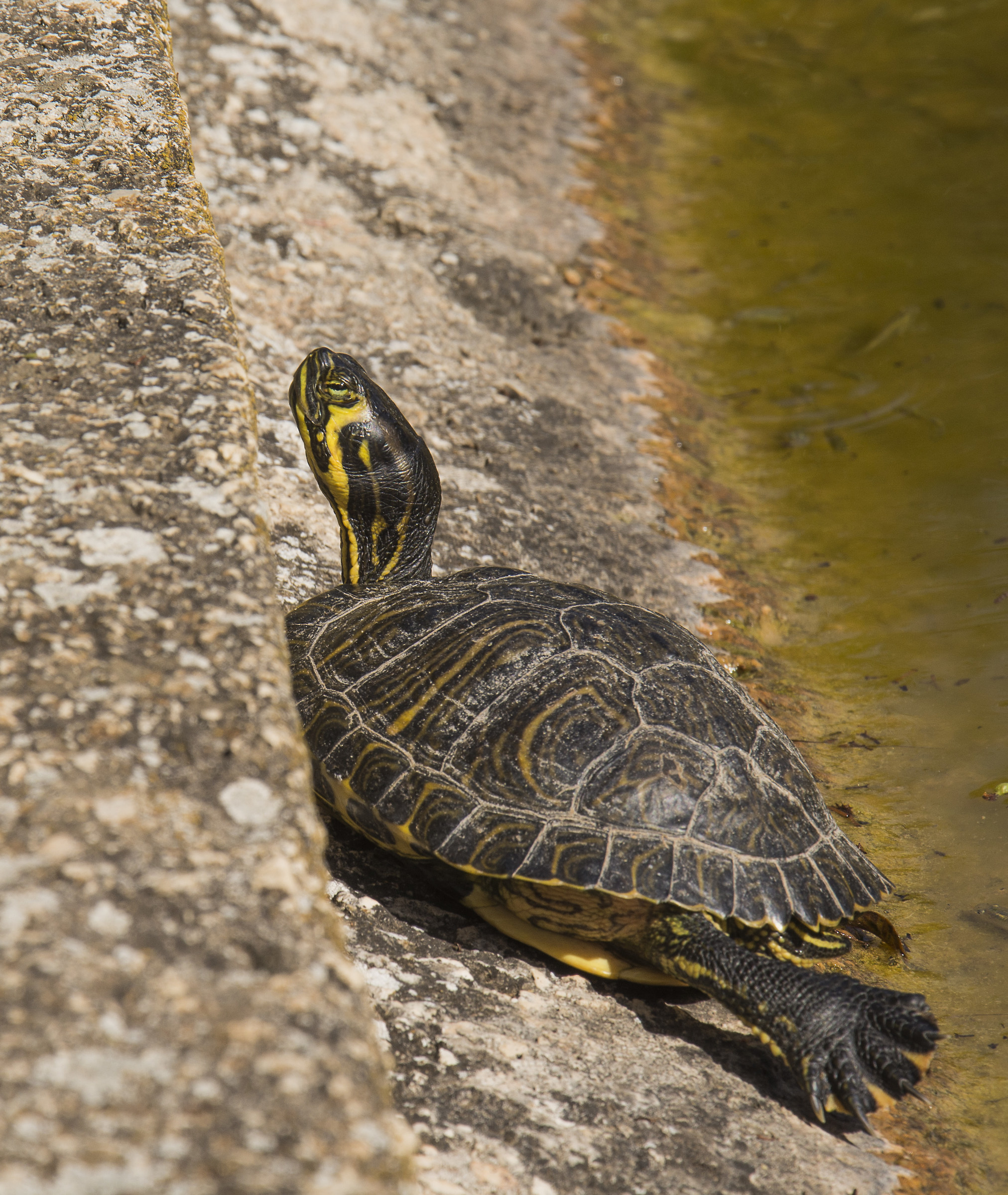 crogiolarsi al sole. . .