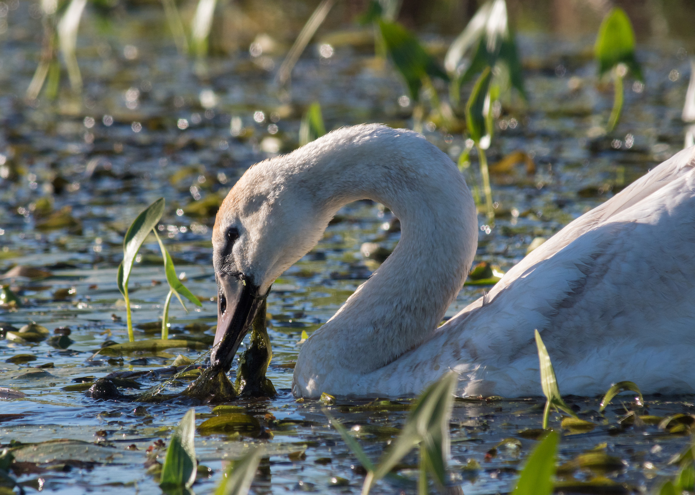 Cigno muto (Cygnus olor)