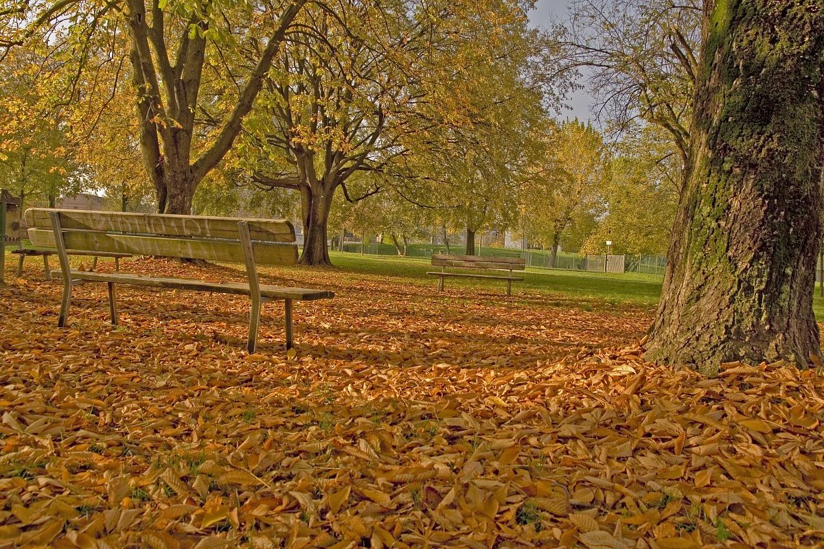 the autumn park