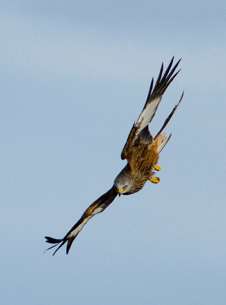 Dive of a Red Kite