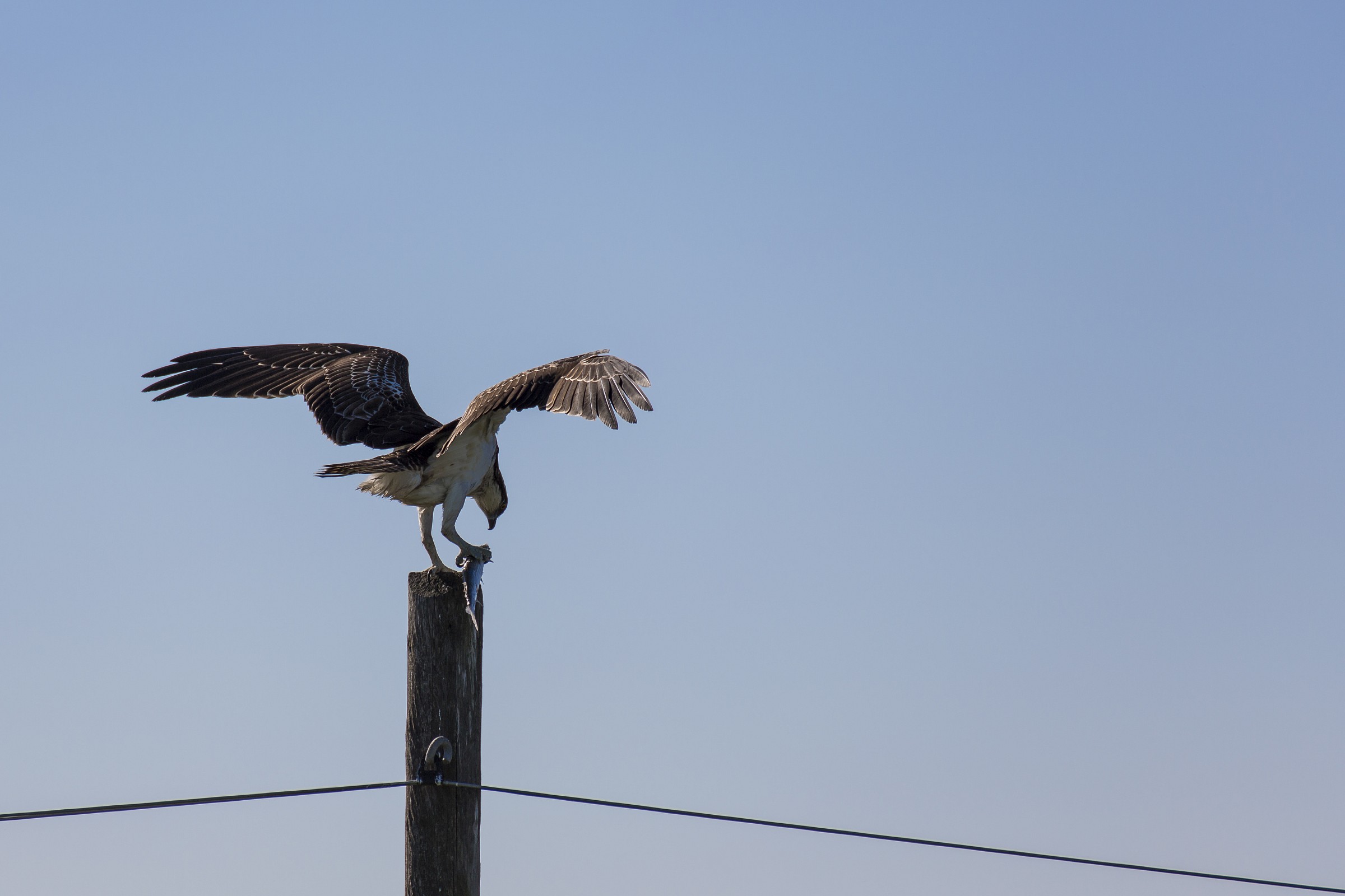 The prey of the hawk