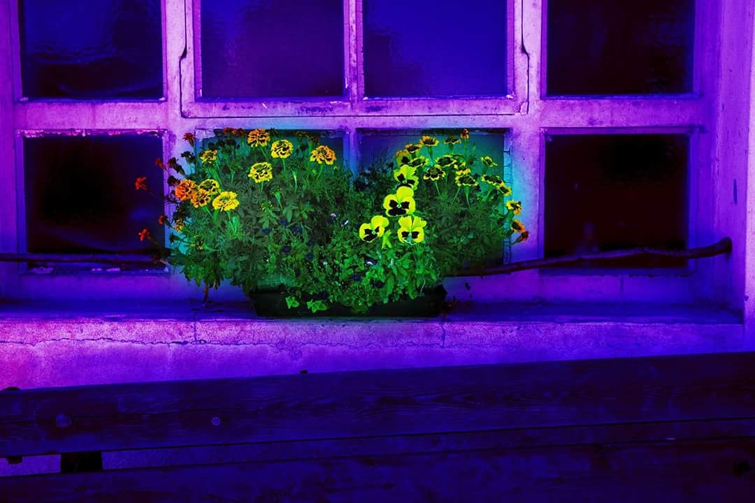 Window and Flowers