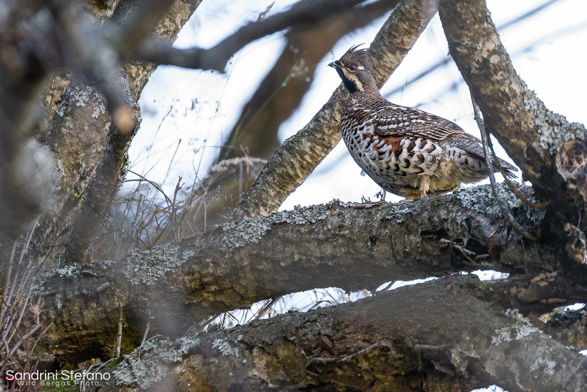 Francolin