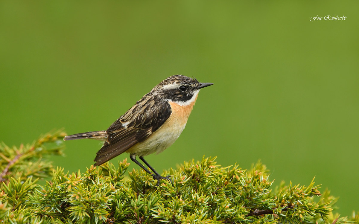Stiaccino sul ginepro...