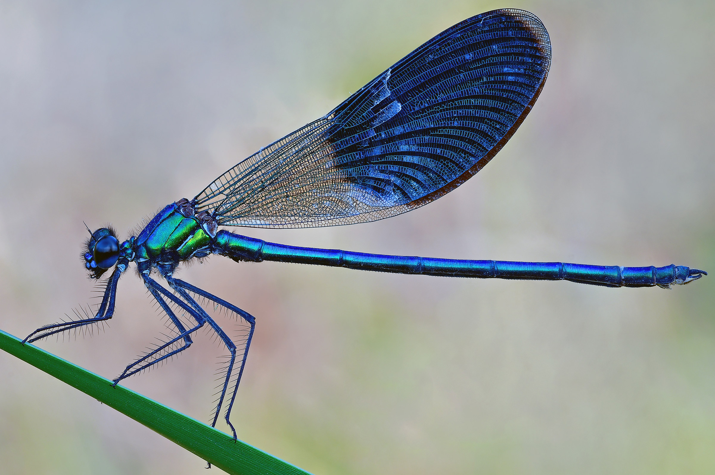 Calopteryx splendens