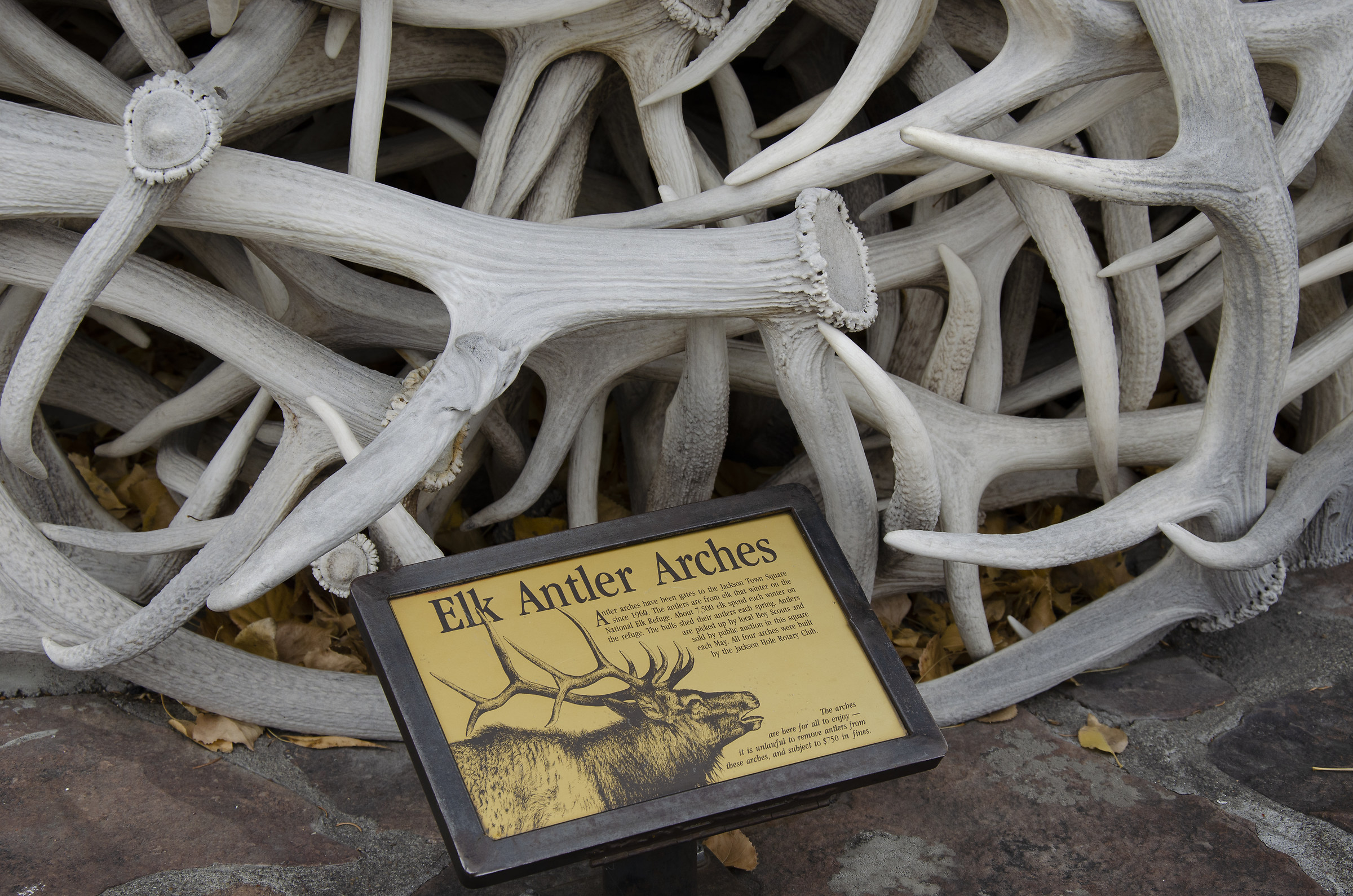 Elk Antler Arches