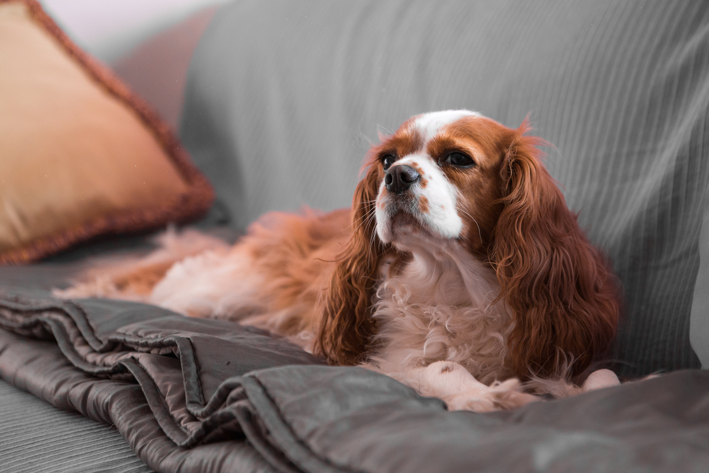 Stravaccata sul divano