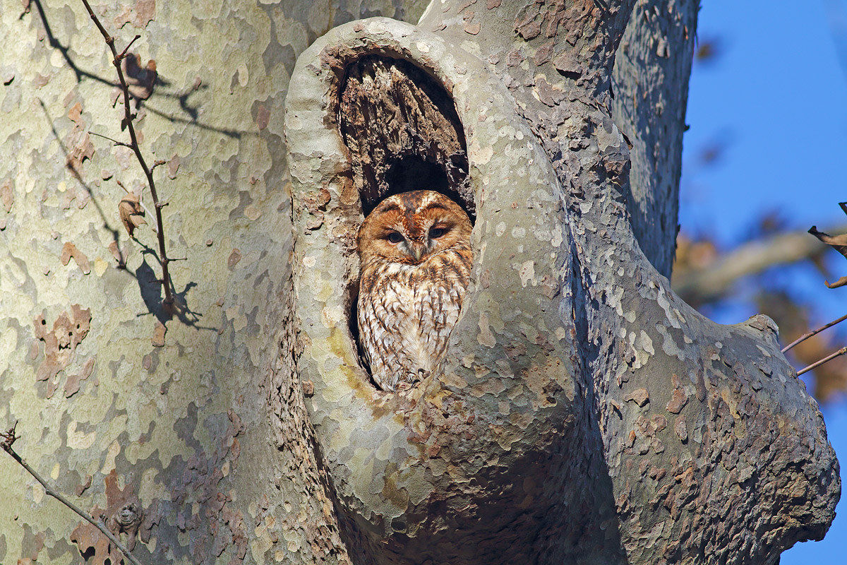 Tawny Owl