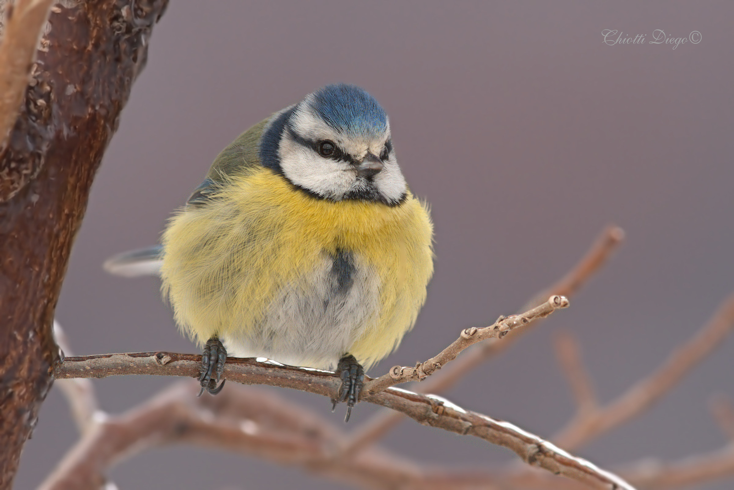 A fluffy little ball of feathers... Cinciarella strutting..