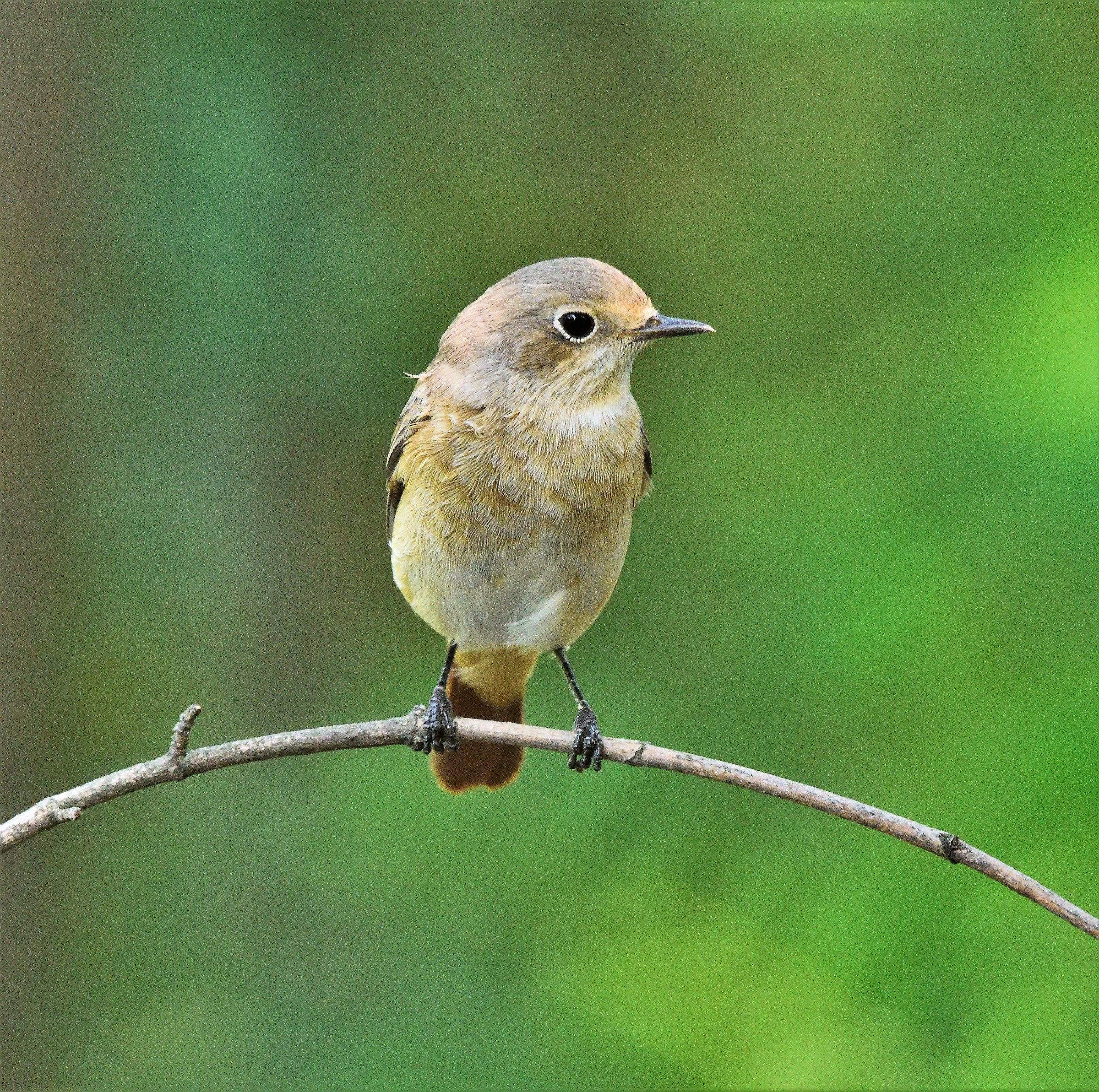 Black Redstart