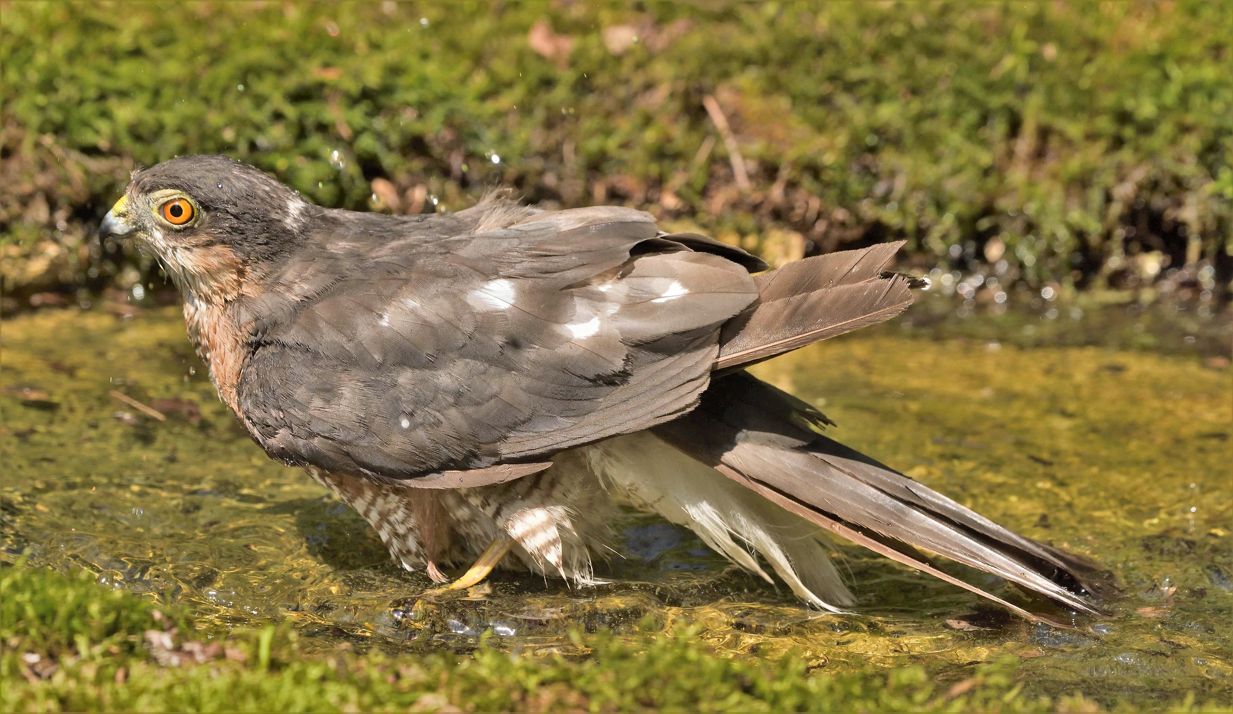 Sparrowhawk Adult