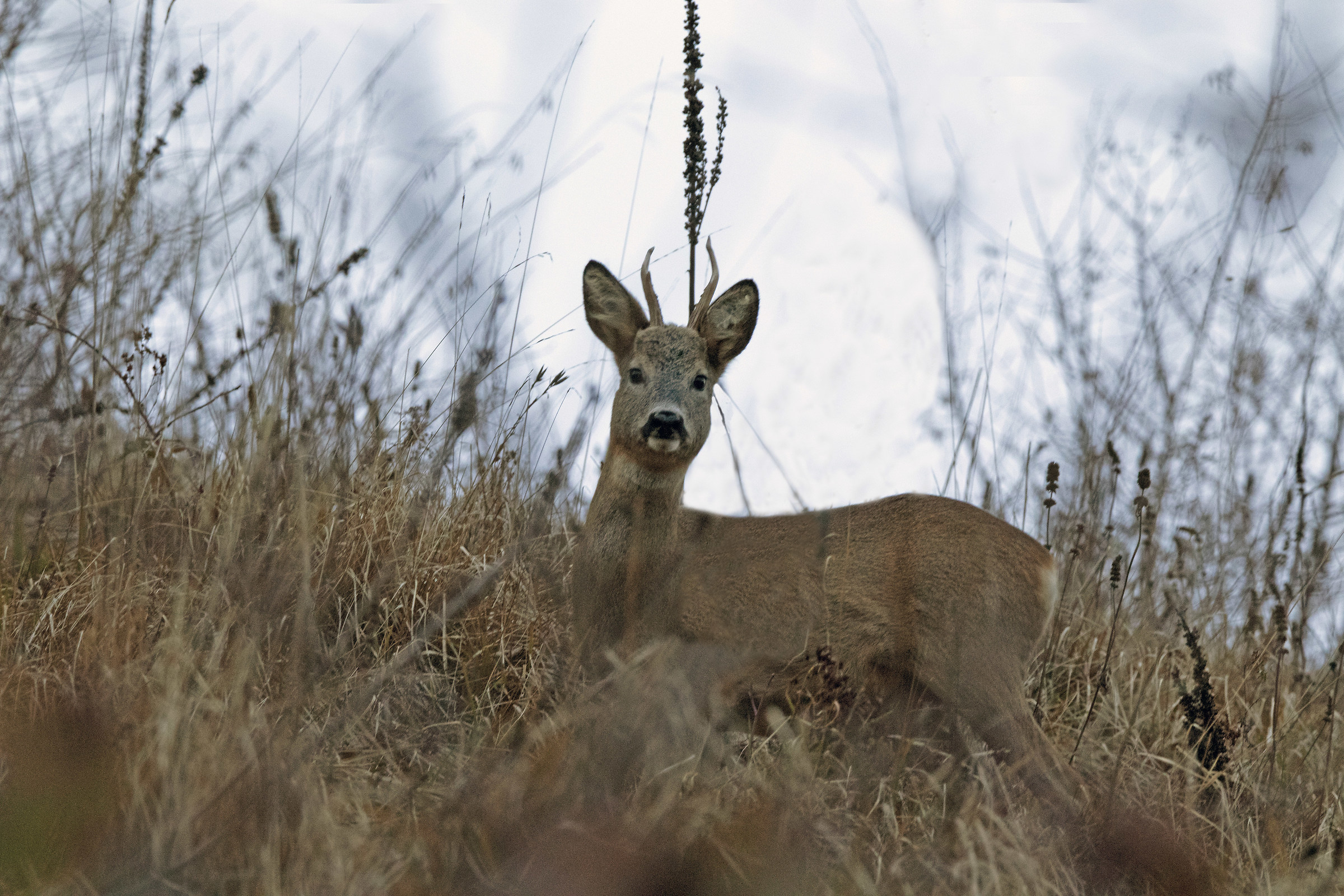 Roe Deer 26/11/2018