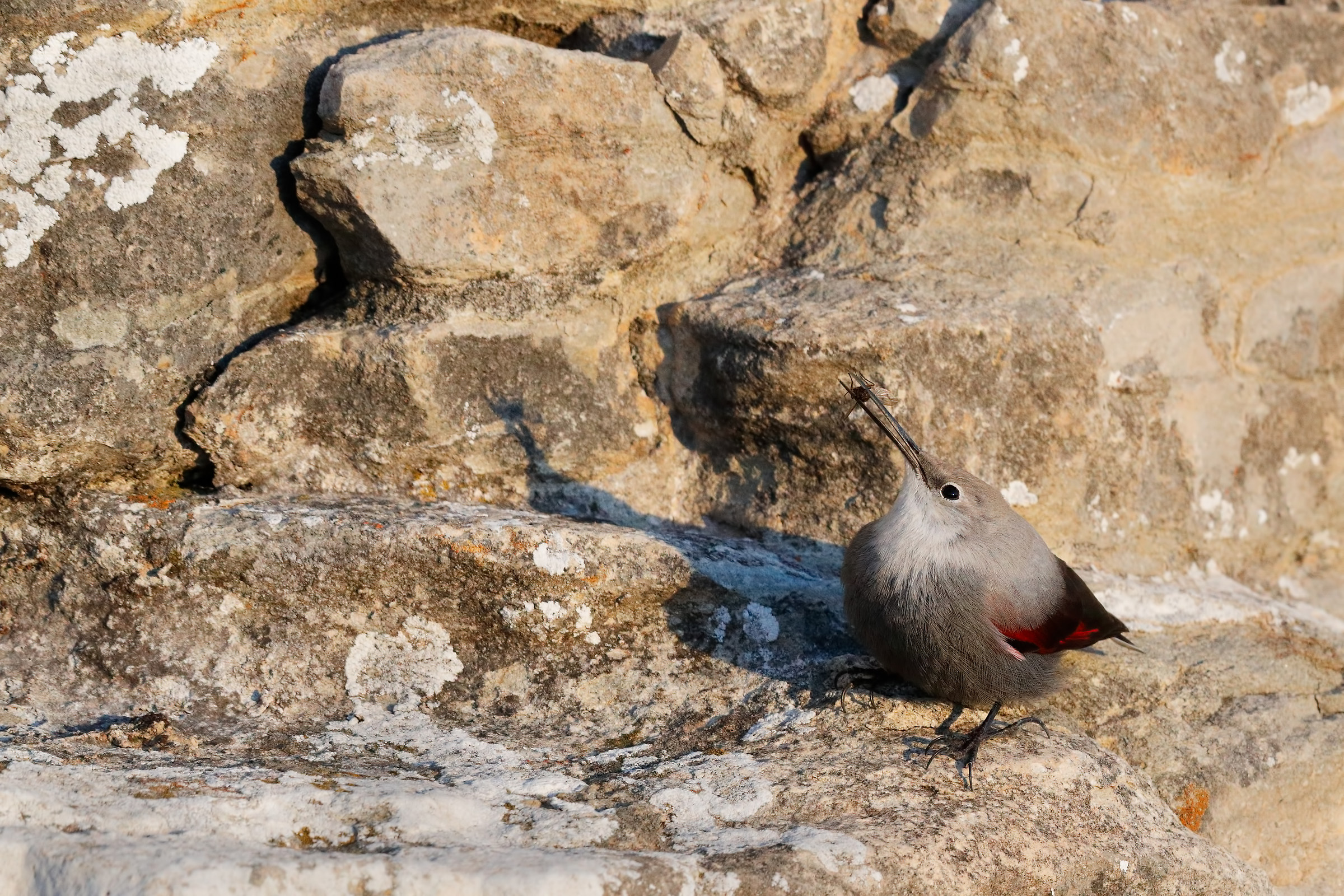 Wallcreeper woodpeckers with Prey
