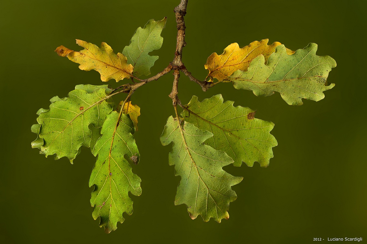 rametto con foglie,MG7_4756