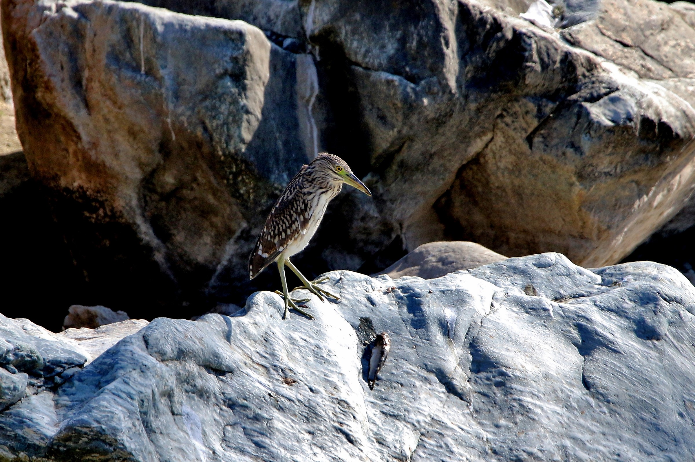 Young Nitticora with Prey