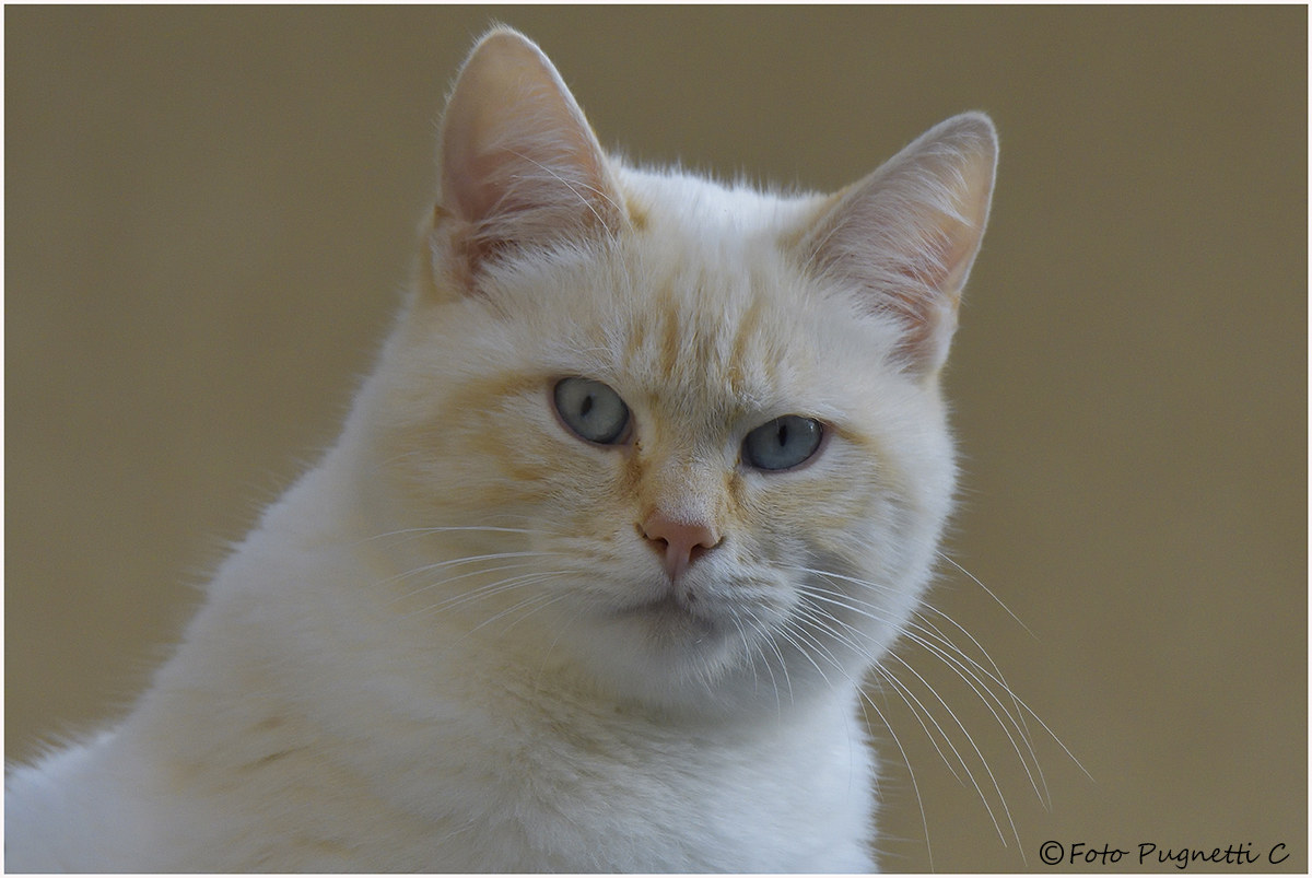 Oliver The Terrace Cat