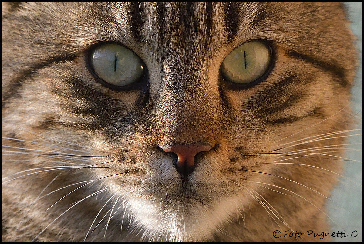 Romeo Close-up