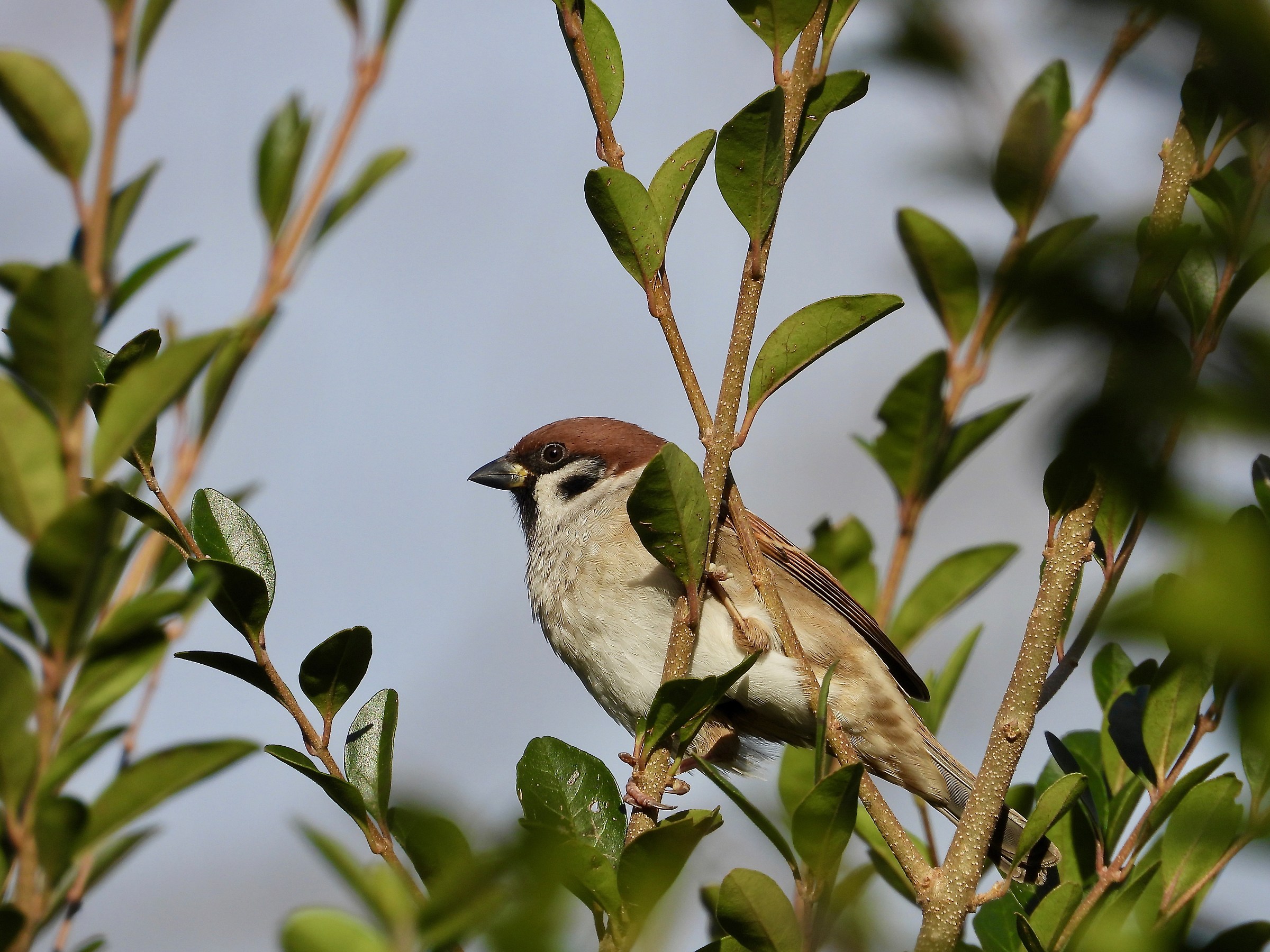 It's not a reflex but