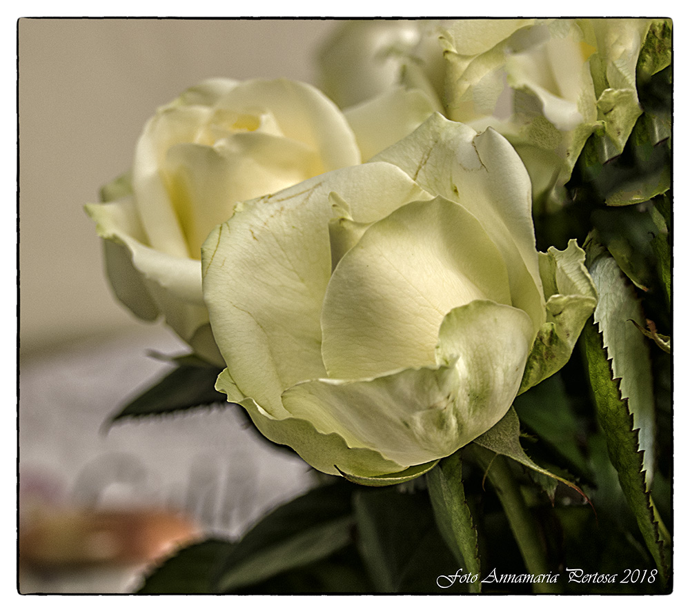 Rosa gialla simbolo di calore e di amicizia