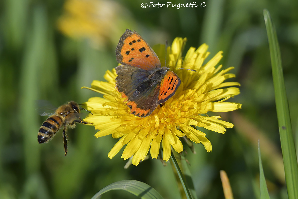 Butterfly and Bee
