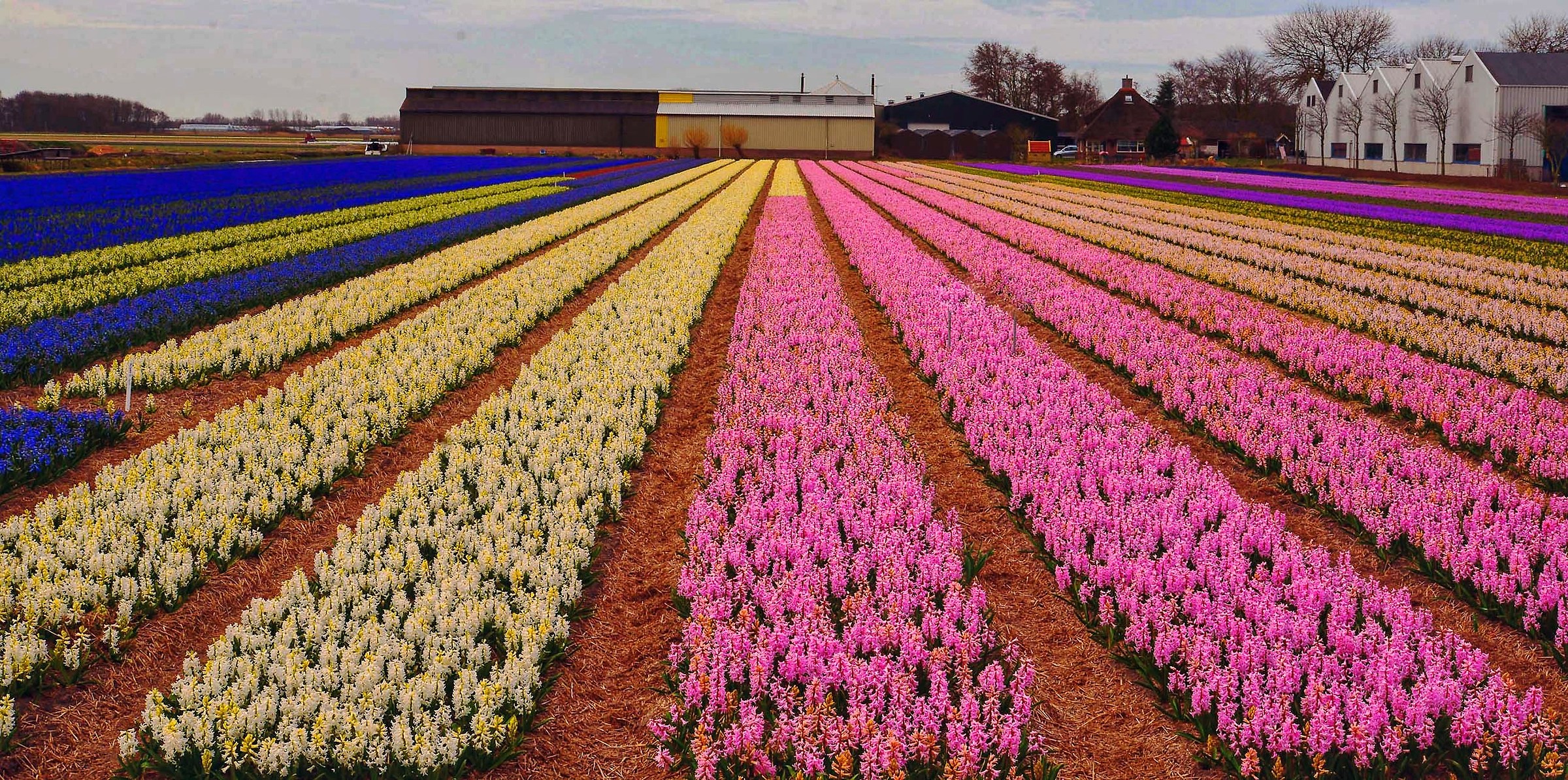 Blooms in Holland