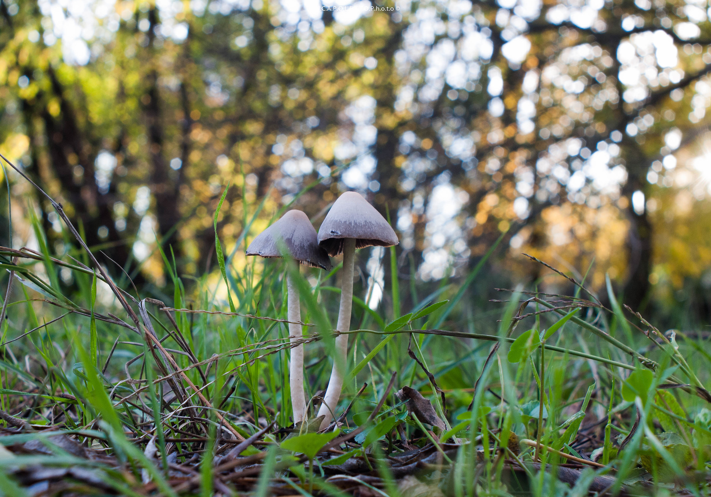 Forest mushrooms