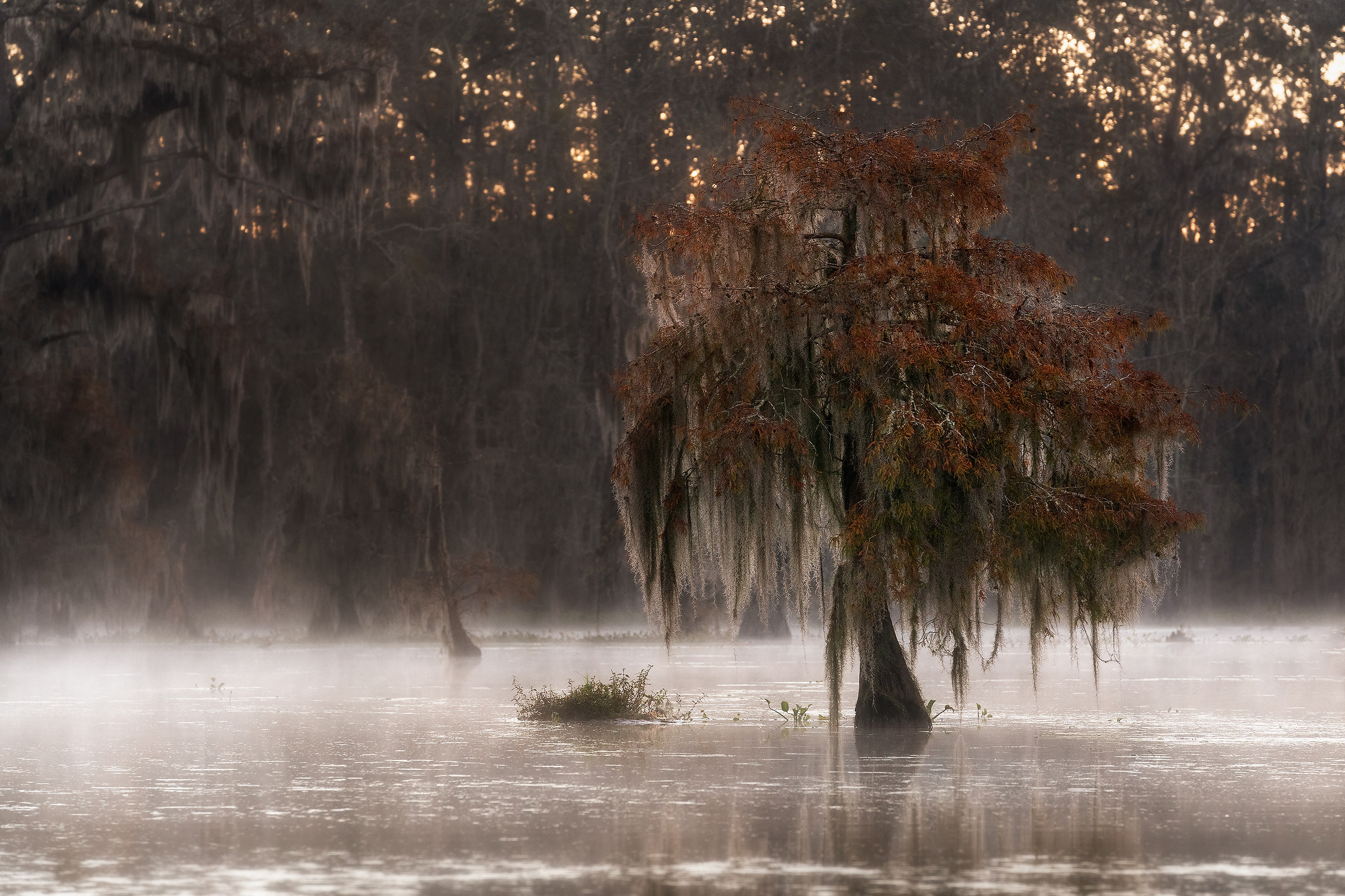 Loneliness in the fog...Louisiana