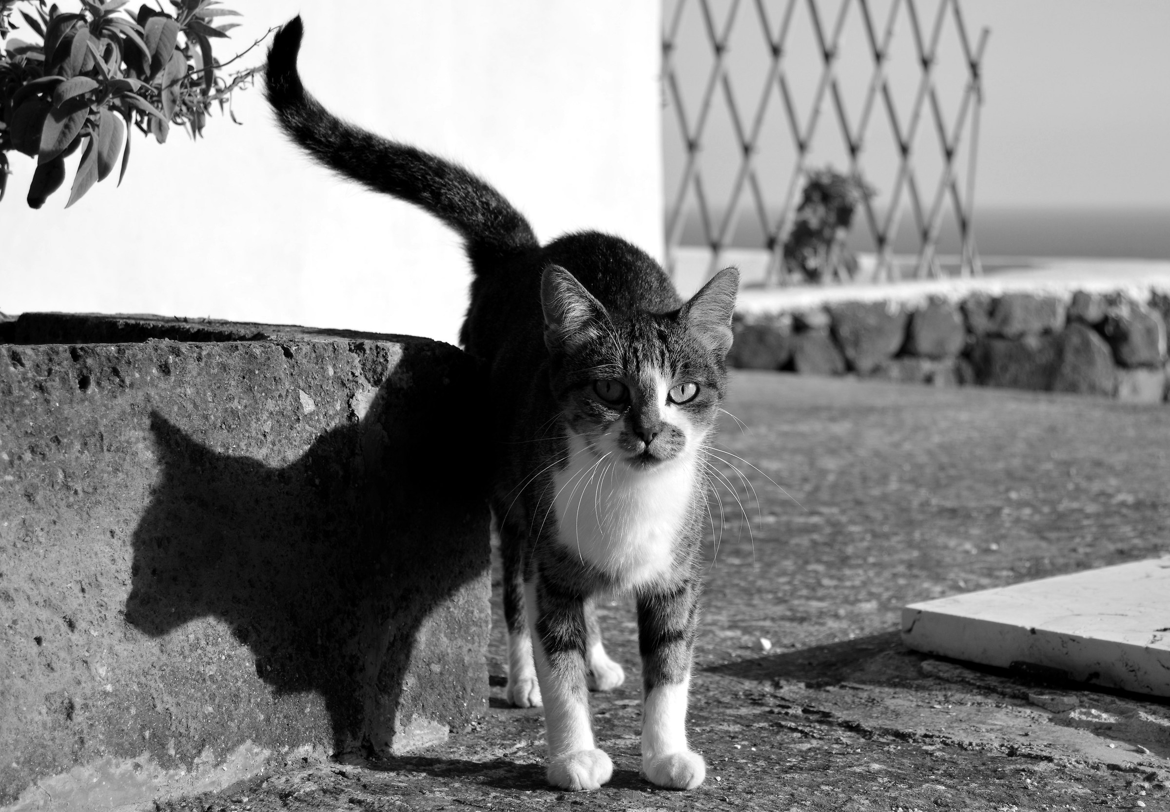Gatto di Pantelleria