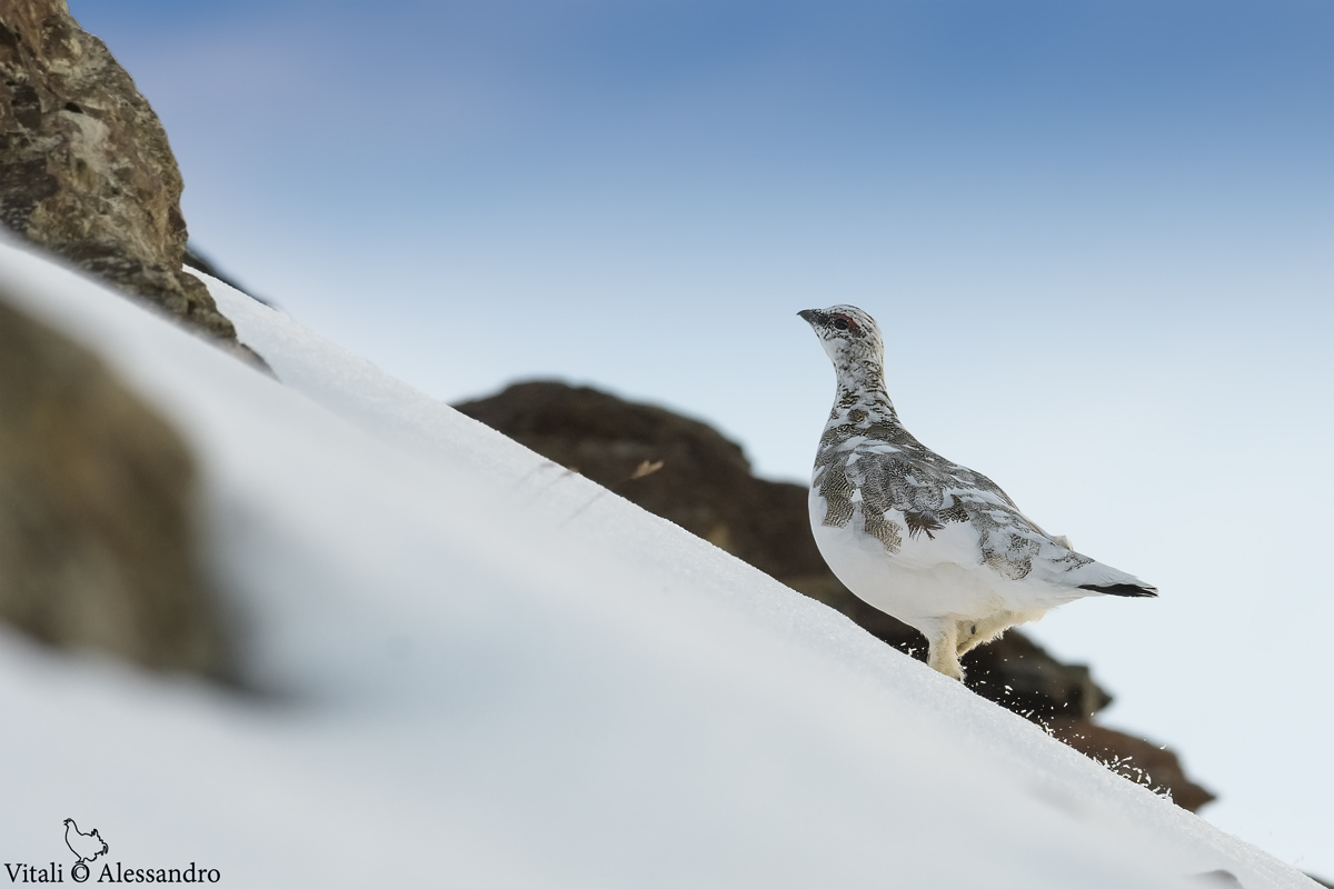 White Partridge....