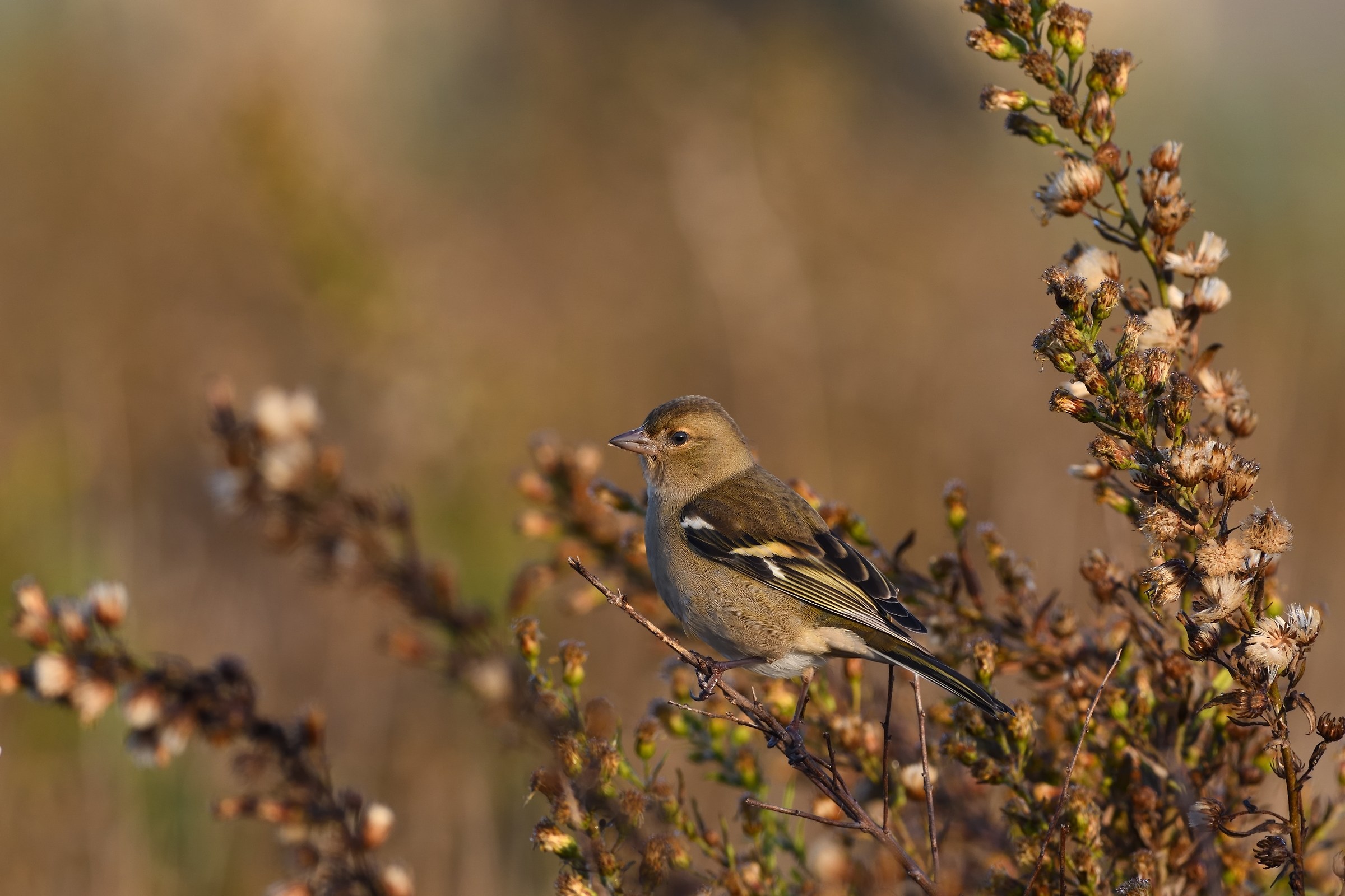Chaffinch.