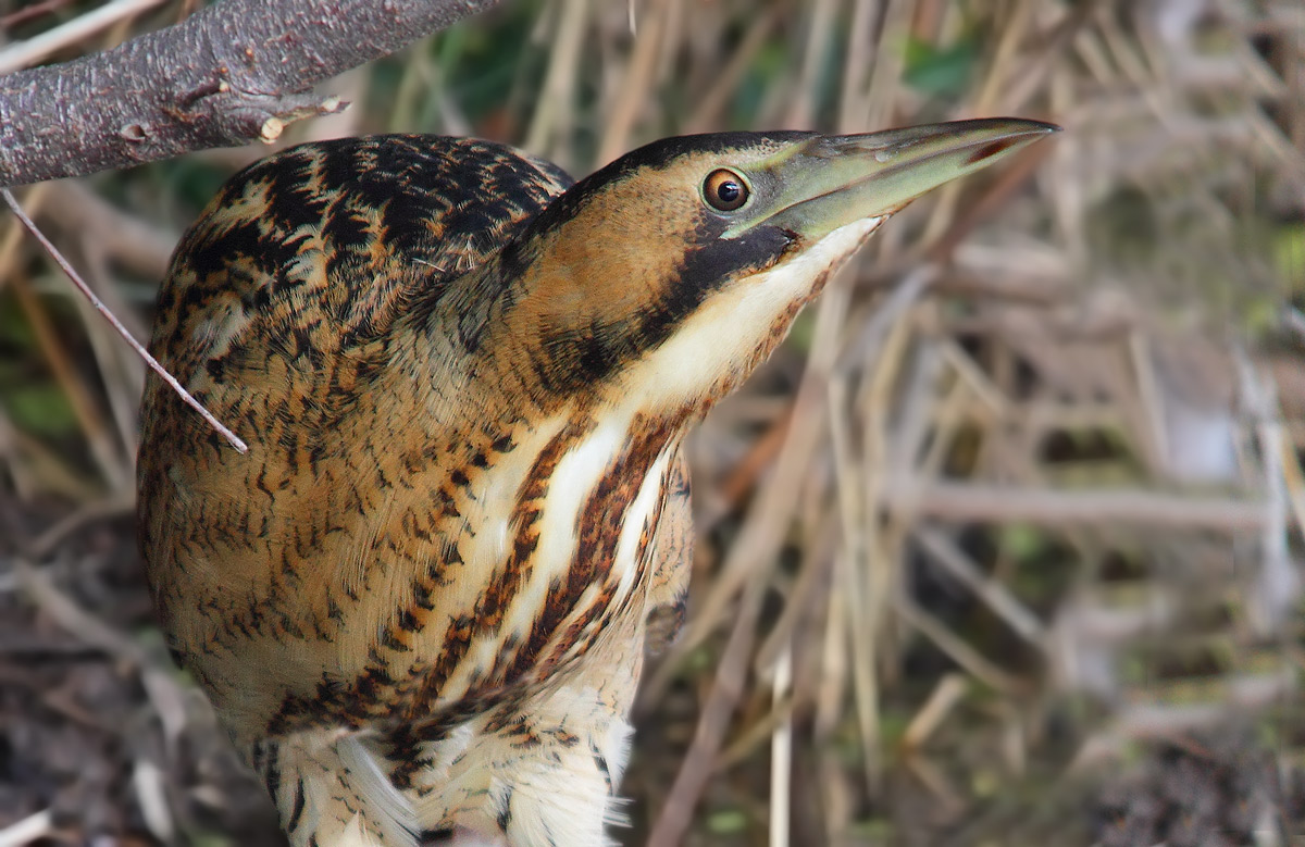 Bittern